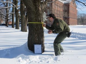 arborist services redbank