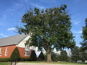 arborist services muirlea