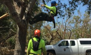 tree services